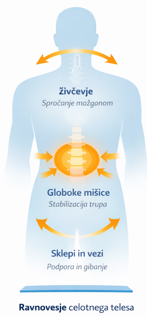 Ledveni del hrbtenice in vloga mišic pri stabilizaciji trupa